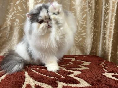Biscuit - Persian - Gallery Photo #1