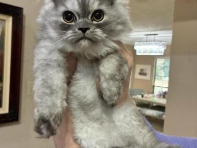 Friend Girl New Babies - Persian - Gallery Photo #1
