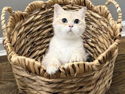 KC - British Shorthair - Gallery Photo #1
