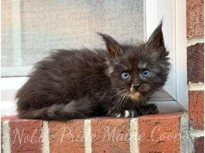 Blue Eye And Polydactyl Domino - Maine Coon - Gallery Photo #1