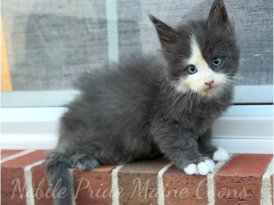 Blue Eyed Skye - Maine Coon - Gallery Photo #1