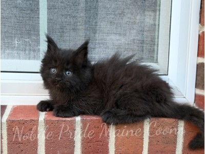Polydactyl Raven - Maine Coon - Gallery Photo #1
