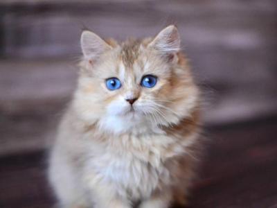 Hloya - British Shorthair - Gallery Photo #1