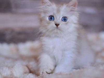 Harley - British Shorthair - Gallery Photo #1