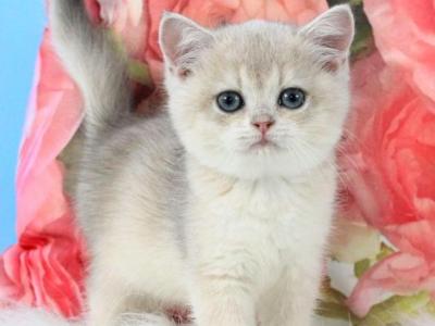 Tair - British Shorthair - Gallery Photo #1