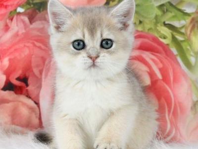 Tosha - British Shorthair - Gallery Photo #1