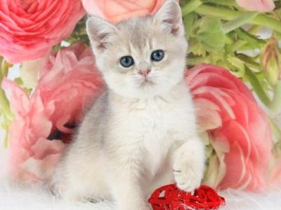 Timi - British Shorthair - Gallery Photo #1