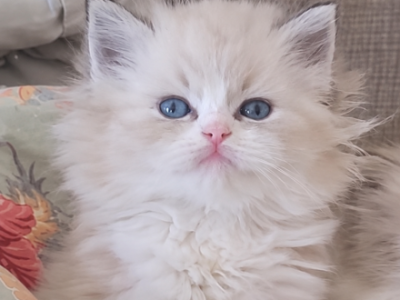 Honey - Ragdoll - Gallery Photo #1