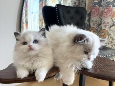 Ivy - Ragdoll - Gallery Photo #1