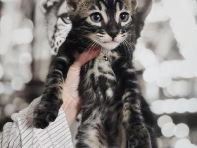 Indica Charcoal Bengal Female Kitten For Sale - Bengal - Gallery Photo #1