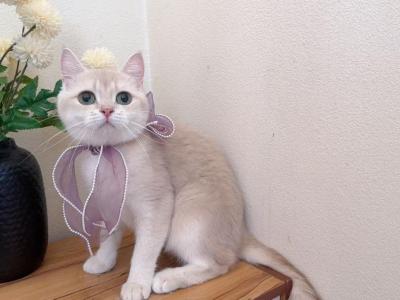 B080 - British Shorthair - Gallery Photo #1