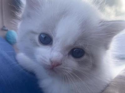 Kiwi - Ragdoll - Gallery Photo #1