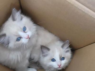 Luna - Ragdoll - Gallery Photo #1
