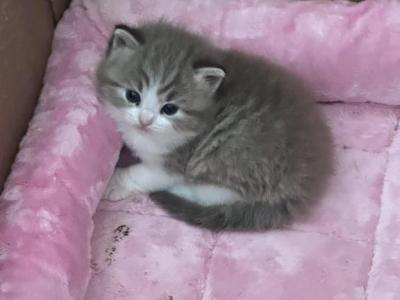 TOBY TIGER - Ragdoll - Gallery Photo #1