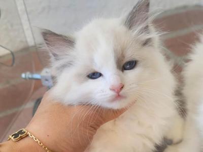 Mochi - Ragdoll - Gallery Photo #1