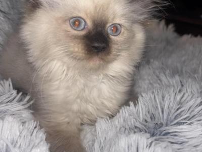 Ragdoll Babies - Ragdoll - Gallery Photo #1