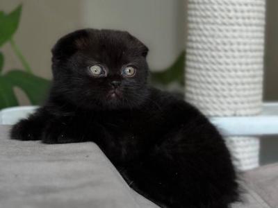 Kamilla - Scottish Fold - Gallery Photo #1