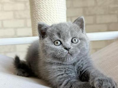 Nolan - British Shorthair - Gallery Photo #1