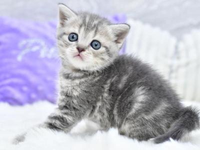 Lily - Scottish Straight - Gallery Photo #1