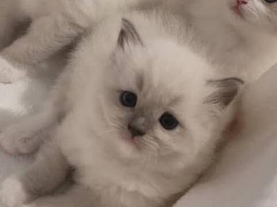 Holly - Ragdoll - Gallery Photo #1