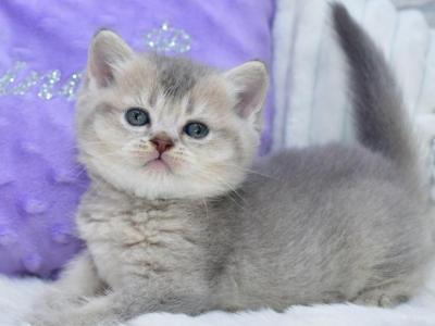 Kokos - British Shorthair - Gallery Photo #1