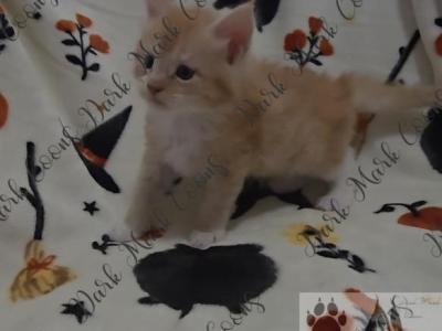 Zeldas Littles - Maine Coon - Gallery Photo #1