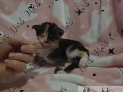 Slinkz Littles - Maine Coon - Gallery Photo #1