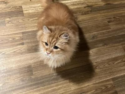 Nikola - Siberian - Gallery Photo #1