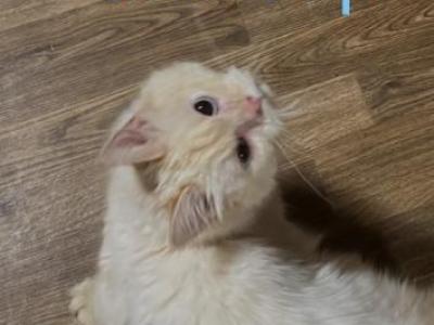 Buttercup - Siberian - Gallery Photo #1