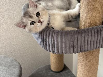 British Shorthair Angel - British Shorthair - Gallery Photo #1