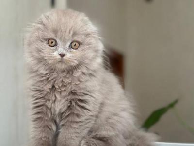 Susana - Scottish Fold - Gallery Photo #1