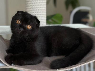 Kraken - Scottish Fold - Gallery Photo #1