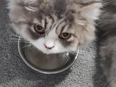 Blue White Persian Kitten - Persian - Gallery Photo #1