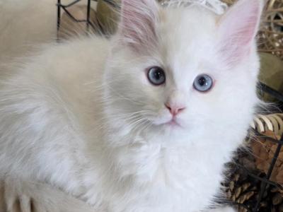 Annies Purrdoll Boys - Ragdoll - Gallery Photo #1