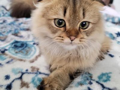 Jr Prince - Scottish Fold - Gallery Photo #1
