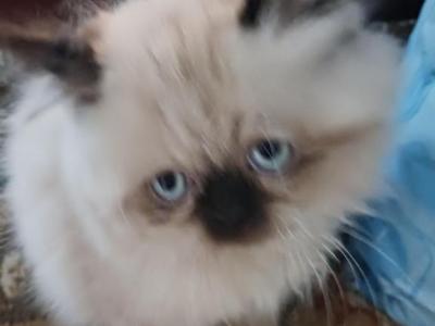Mariah's Kittens - Himalayan - Gallery Photo #1
