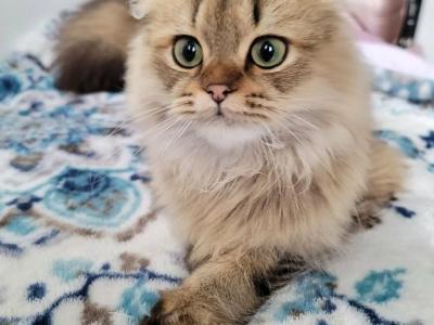 Jr Prince - Scottish Fold - Gallery Photo #1