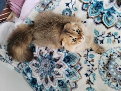 Jr Prince - Scottish Fold - Gallery Photo #1