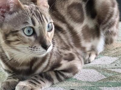 Adult Sepia Female - Bengal - Gallery Photo #1