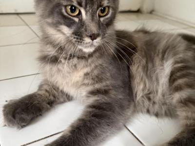 Elsa Discount Is Available - Maine Coon - Gallery Photo #1