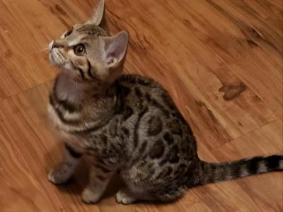 Avah - Bengal - Gallery Photo #1
