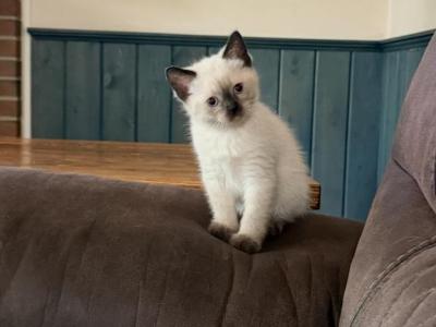 Muffin - Siamese - Gallery Photo #1