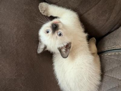 Cocoa Puff - Siamese - Gallery Photo #1