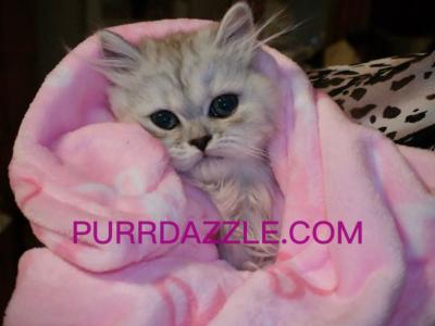 Female Persian - Persian - Gallery Photo #1