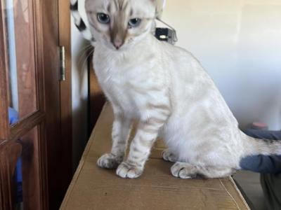 Snow Lynx Girl - Bengal - Gallery Photo #1