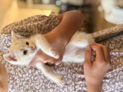 Sox - American Shorthair - Gallery Photo #1