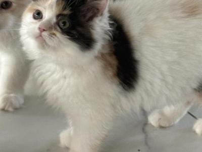 Cali - Ragdoll - Gallery Photo #1