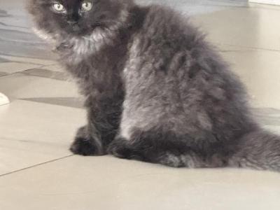Tito - Ragdoll - Gallery Photo #1