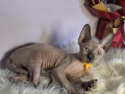 Remus - Sphynx - Gallery Photo #1