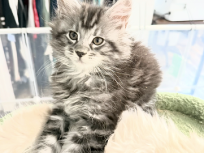 Echo And Coco Kittens - Maine Coon - Gallery Photo #1